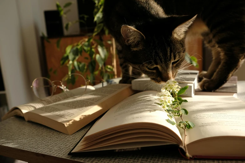 a cat standing on top of an open book, a portrait, unsplash, botanical herbarium, picking up a flower, studying in a brightly lit room, lit up