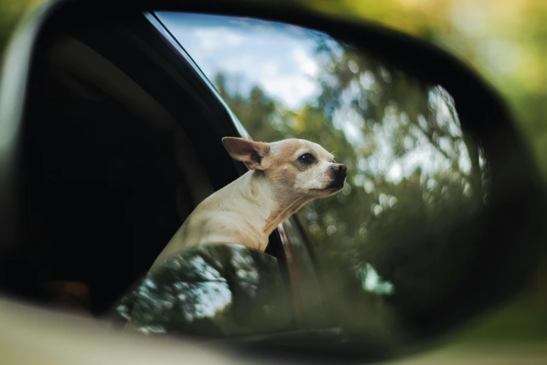 a dog sticking its head out the window of a car, by Emma Andijewska, pexels contest winner, chihuahua, clear reflection, “ iron bark, bulli