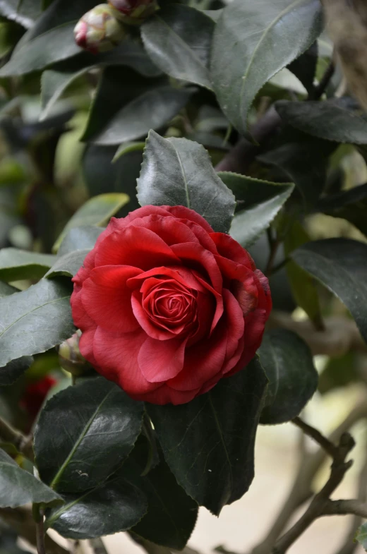 a close up of a flower on a tree, chanel, in crimson red, lush surroundings, an award winning