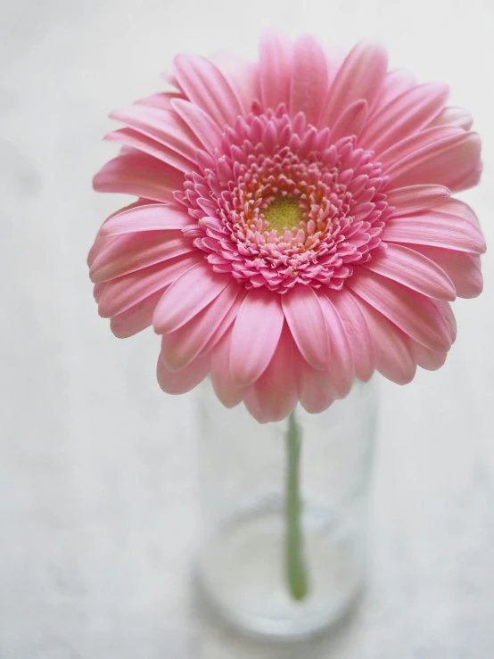 a pink flower in a glass vase on a table