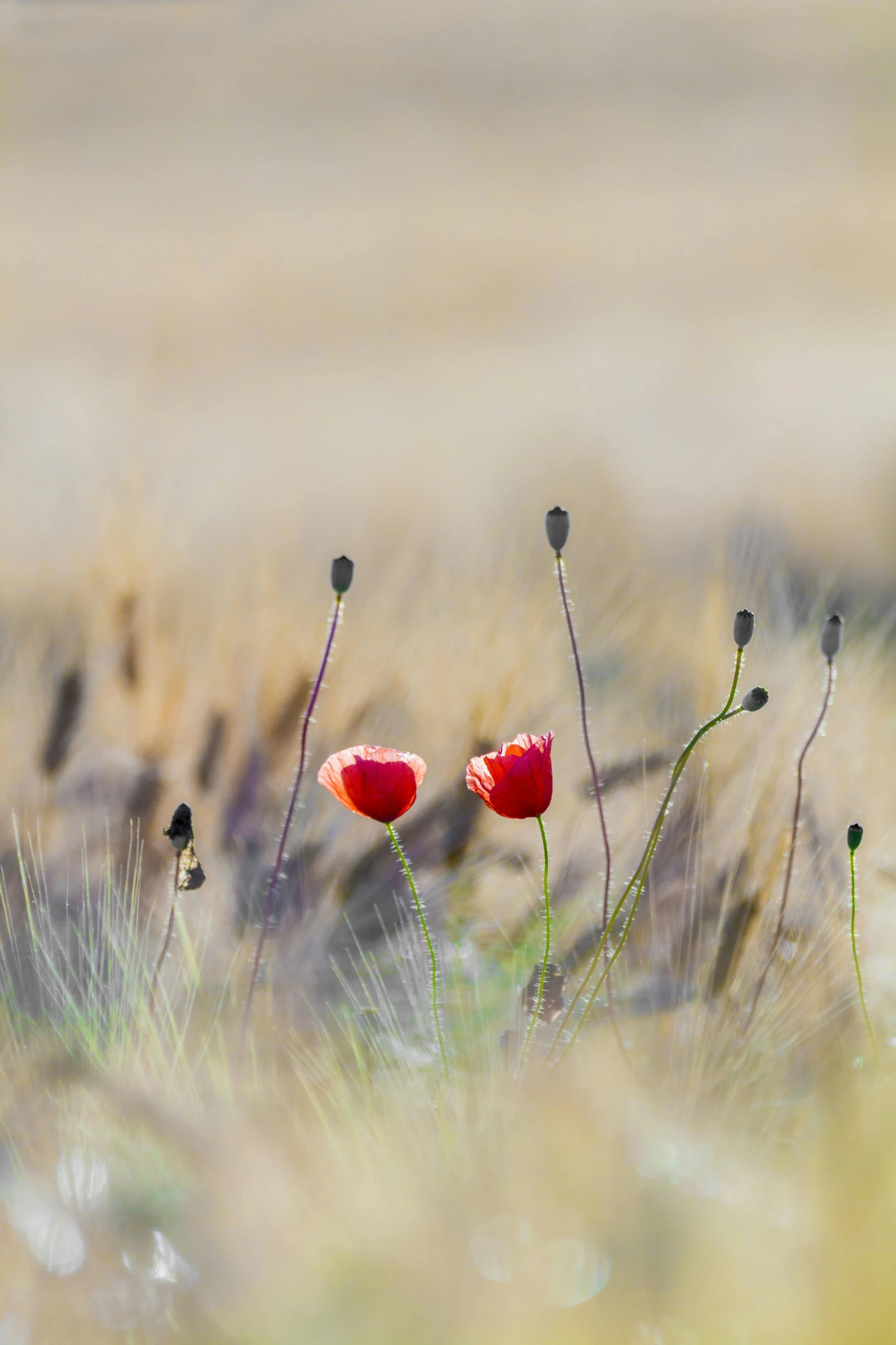 two red poppies in the middle of a field, a portrait, by Sven Erixson, romanticism, award winning nature photograph, coast, multicoloured, medium format. soft light