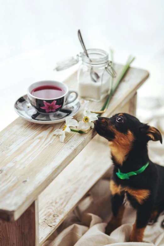 a small dog sitting on a bed next to a cup of tea, pexels contest winner, sitting at table, square, ukrainian, 15081959 21121991 01012000 4k