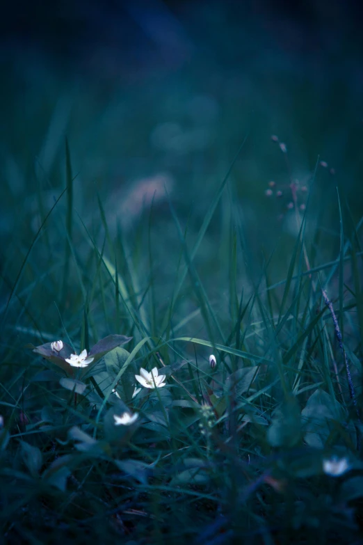 a group of small white flowers sitting on top of a lush green field, inspired by Elsa Bleda, night lights, flickr explore 5 0 mm, blue night, clover