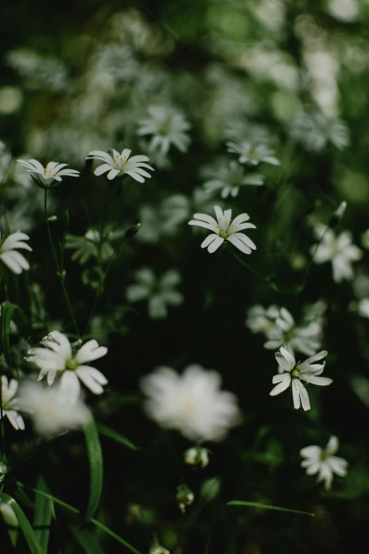 a bunch of white flowers sitting on top of a lush green field, inspired by Elsa Bleda, renaissance, tiny stars, in a dark forest low light, loosely cropped, zoomed out