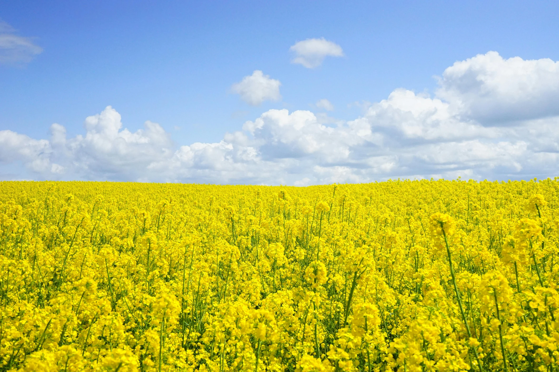 a field full of yellow flowers under a blue sky, by Julian Hatton, unsplash, farming, liquid gold, in 2 0 1 2, scientific photo