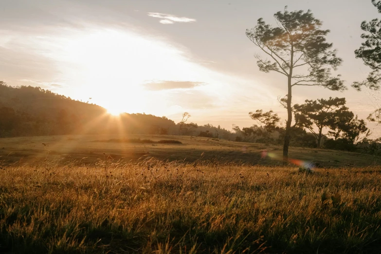 a person riding a horse in a field at sunset, golden hour in boracay, golf course, pine forest, heath clifford