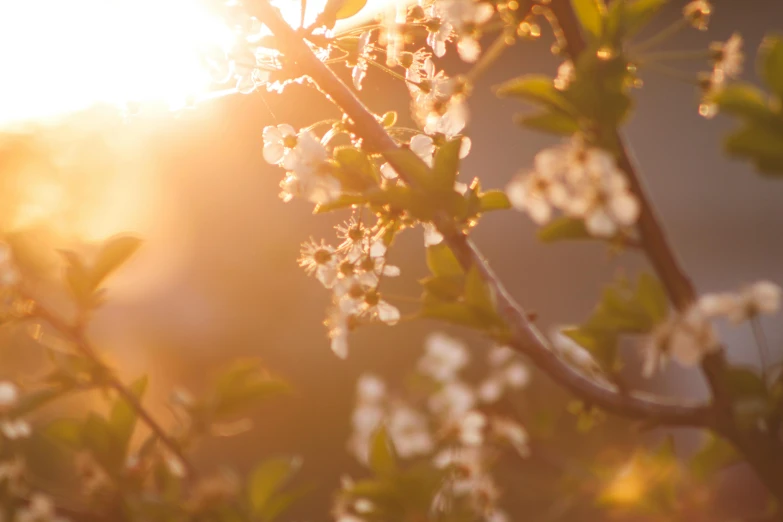 a close up of a flowered tree with the sun in the background, by Niko Henrichon, trending on unsplash, golden hour 8 k, manuka, soft light - n 9, spring light