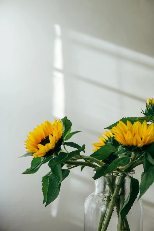 three sunflowers in a clear vase on a table, by Carey Morris, trending on unsplash, minimalism, soft window light, two suns, flowers and foliage, bouquet