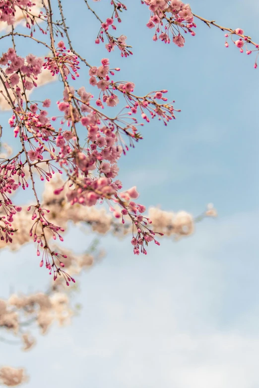 a bird perched on a branch of a cherry tree, by Niko Henrichon, trending on unsplash, aestheticism, cotton candy trees, seen from below, japanese flower arrangements, 1128x191 resolution