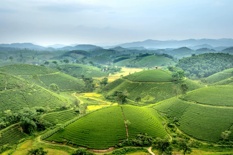 a scenic view of a tea plantation in malaysia, an album cover, by Adam Marczyński, pexels contest winner, 2 5 6 x 2 5 6 pixels, vietnam, 8k 4k, green