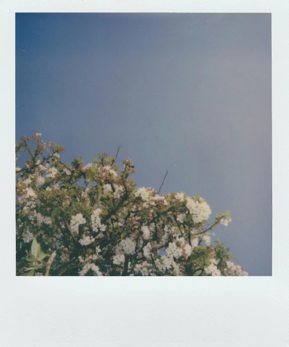 a tree with white flowers against a blue sky, a polaroid photo, unsplash, multiple stories, low quality instant camera photo, reza afshar, polaroid photo