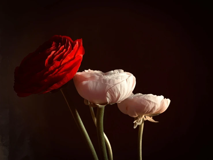 three white and red flowers in a vase, a still life, pexels contest winner, romanticism, lighting chiaroscuro, peony, poppies, brown and pink color scheme