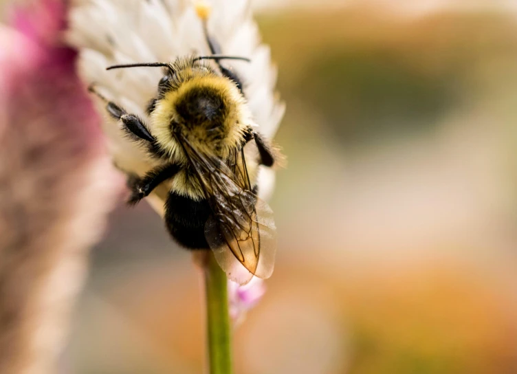 a close up of a bee on a flower, by Carey Morris, unsplash, bushy white beard, full frame image, bumblebee, high-resolution