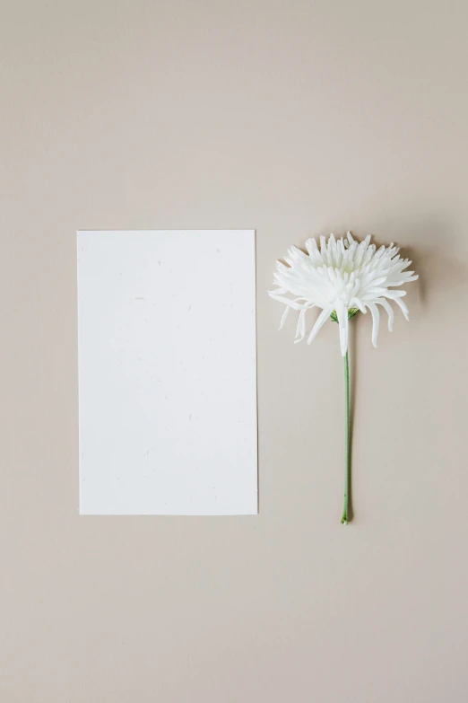 a white flower next to a blank card, postminimalism, chrysanthemum eos-1d, card template, portrait image, no text