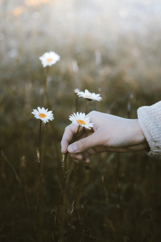 a person holding a flower in a field, an album cover, inspired by Elsa Bleda, trending on unsplash, chamomile, white sleeves, holding paws, subtle shadows