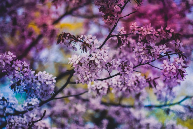 a close up of a tree with purple flowers, by Carey Morris, unsplash, seasons!! : 🌸 ☀ 🍂 ❄, multicolored, 3 are spring, vintage color