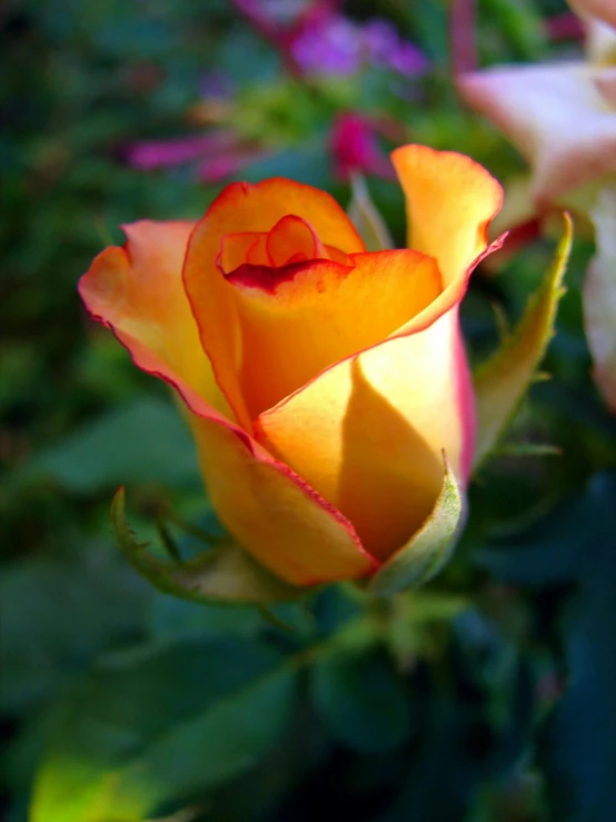 a close up of a flower with a blurry background, roses, yellow and ornage color scheme, slide show, no cropping