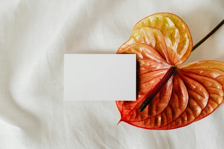 a piece of paper sitting on top of a leaf, by Carey Morris, pexels contest winner, draped with red hybiscus, card template, white and orange, white bed