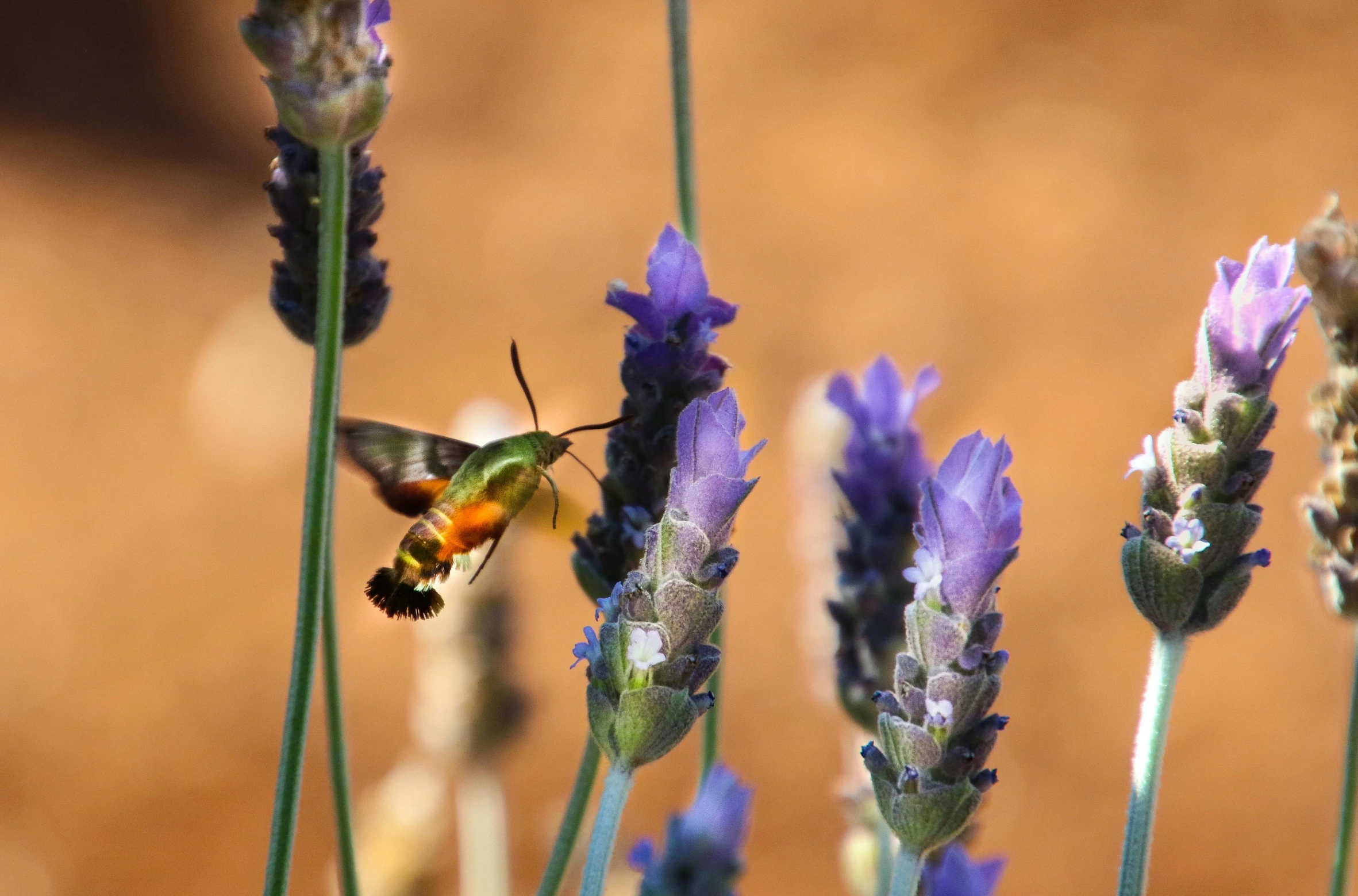 a close up of a flower with a bee on it, by David Simpson, pexels contest winner, orange purple and gold ”, lavender, hummingbirds, ilustration