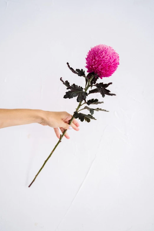 a person holding a pink flower in their hand, large props, hot pink and black, detailed product shot, chrysanthemum
