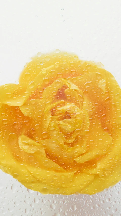 a close up of a yellow rose in the rain, inspired by Li Di, resin coated, on a white background, dezeen, made of lab tissue