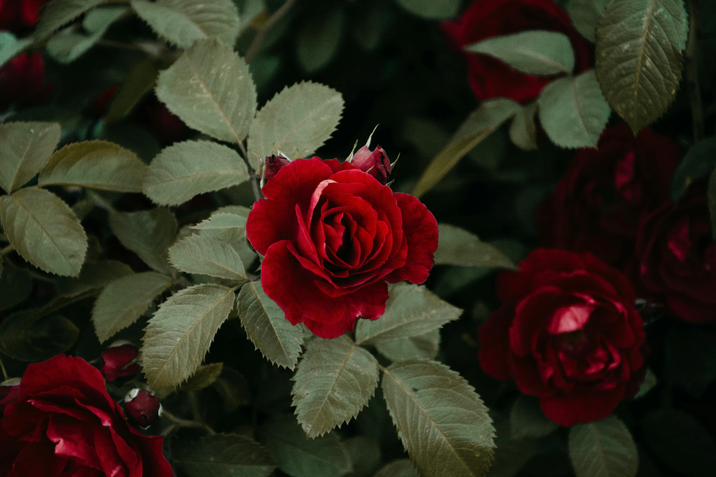 a close up of a bunch of red roses, pexels contest winner, lush foliage, dark red, instagram post, no cropping