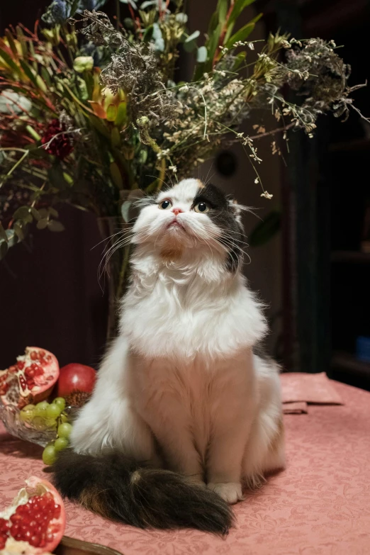 a cat sitting on a table next to a vase of flowers, looking up at the camera, in the evening, promo image, fleurfurr