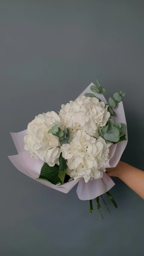 a person holding a bouquet of white flowers, product view, hydrangea, large opaque blossoms, on grey background