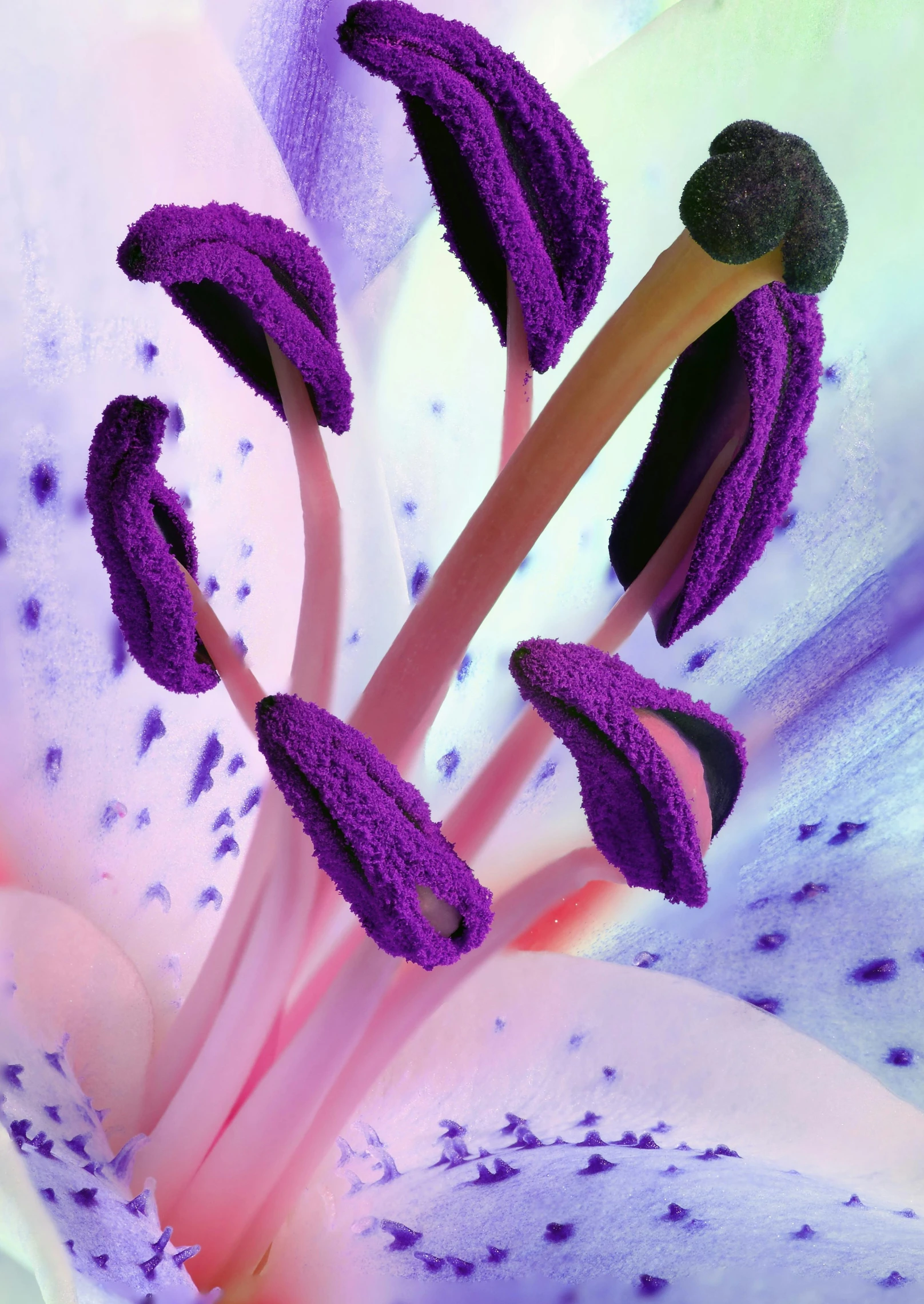 a close up of a purple and white flower