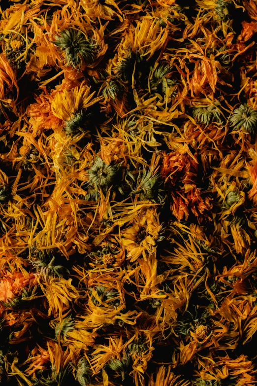 a close up of a bunch of dried flowers, reddit, hurufiyya, orange and green power, cannabis - sativa - field, shot with sony alpha, marigold celestial vibe