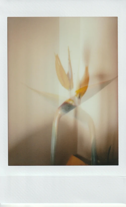 a close up of a flower in a white frame, a polaroid photo, by Nathalie Rattner, postminimalism, birds of paradise, light leaks, 9 5, yellowed