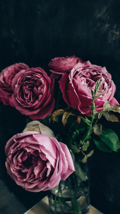 a vase filled with pink roses sitting on top of a table, an album cover, inspired by Louis Buvelot, pexels contest winner, dark purple scheme, detail shot, botanicals, shot on sony a 7