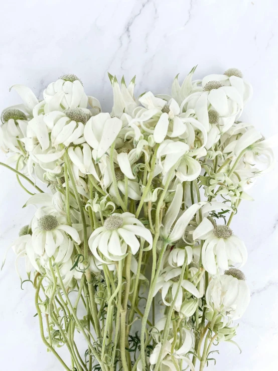 a bunch of white flowers sitting on top of a table, inspired by François Boquet, baroque, flannel flower, white neon wash, vintage inspired, wilted flowers