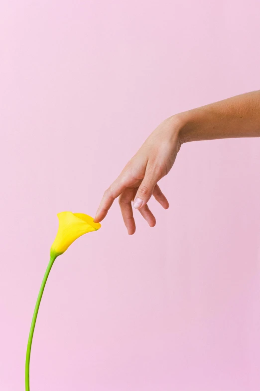 a person reaching for a flower in a vase, yellow backdrop, fully posable, lily, about to consume you