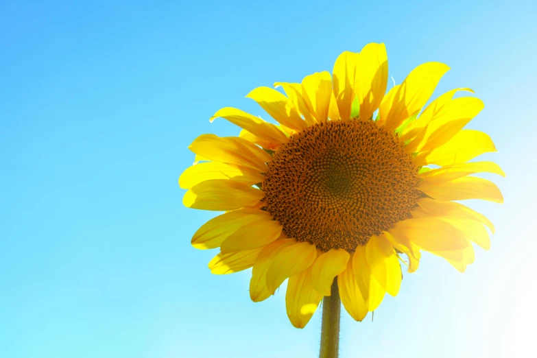 a close up of a sunflower against a blue sky, pexels, stunning sunny lighting, instagram post, brightly-lit, celebration