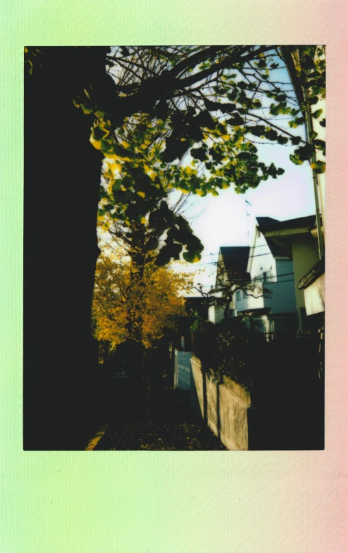 a picture of a tree in front of a house, a polaroid photo, inspired by Ren Hang, happening, ((sunset)), maple trees along street, color vhs picture quality, green alley