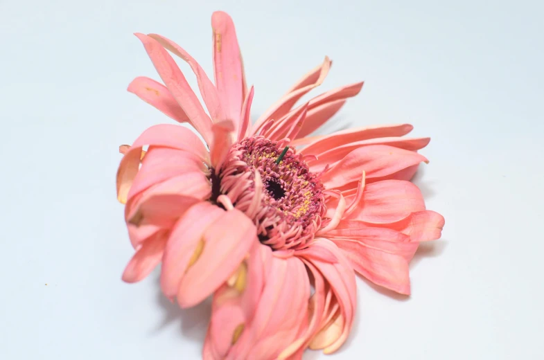 a pink flower sitting on top of a white table, pexels, hurufiyya, coral headdress, set against a white background, no cropping, taken in the late 2000s