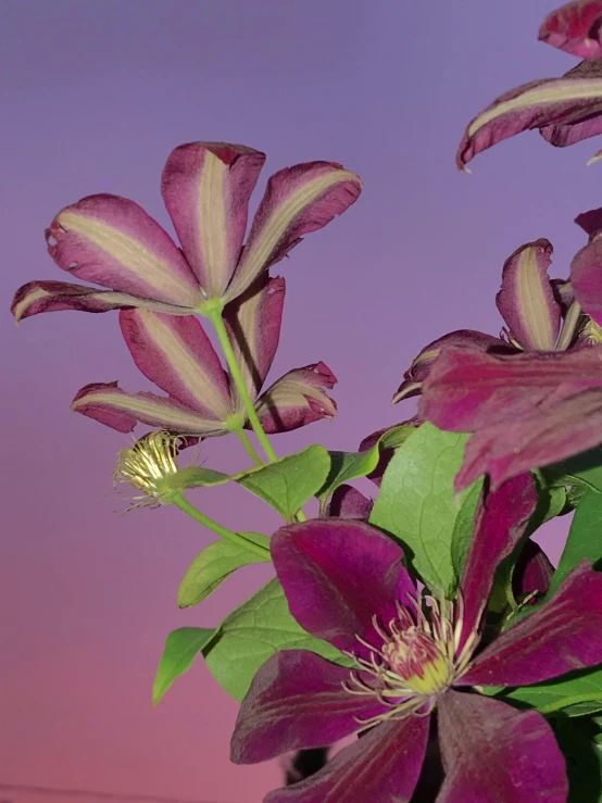 a close up of a bunch of flowers in a vase, a colorized photo, inspired by Frederick Goodall, trending on unsplash, clematis like stars in the sky, at purple sunset, high-resolution photo, ilustration