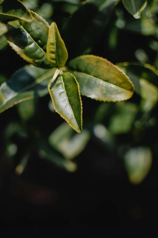 a close up of a plant with green leaves, by Andrew Domachowski, trending on unsplash, hurufiyya, background: assam tea garden, smooth clean texture, vanilla, lemon