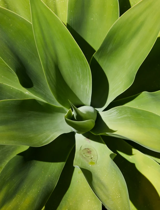 a close up of a plant with green leaves