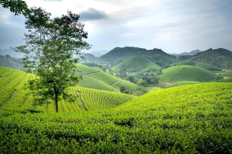 a tree sitting in the middle of a lush green field, by Carey Morris, unsplash contest winner, sumatraism, teapots, avatar image, guangjian, wine