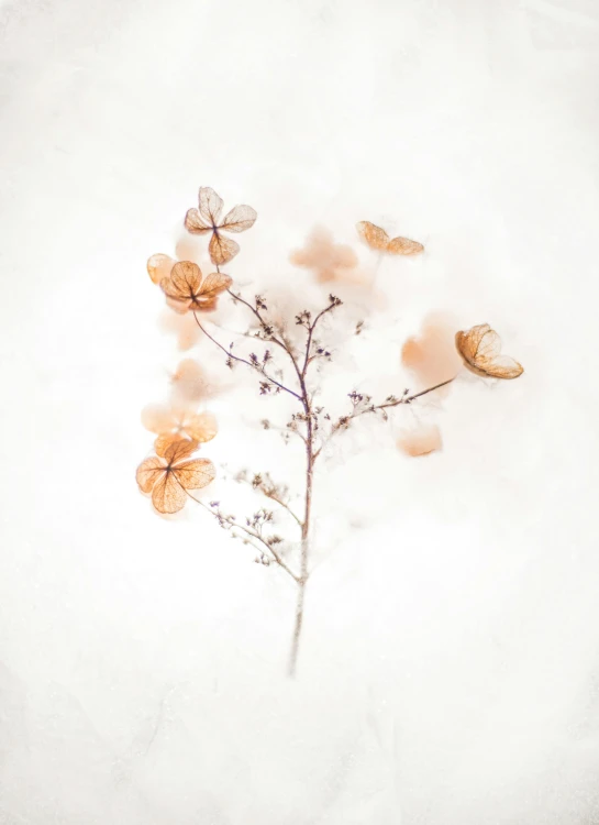 a close up of a flower on a white surface, a picture, by Tan Ting-pho, trending on unsplash, generative art, made of dried flowers, light orange mist, flowers and butterflies, branches composition abstract