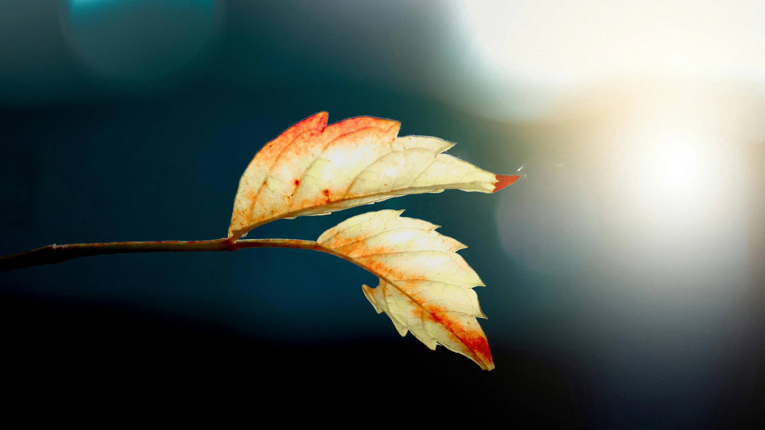 a close up of a leaf on a twig, an album cover, inspired by Elsa Bleda, trending on pexels, sun flairs, autumn, cinema 4d bright light render, hd wallpaper