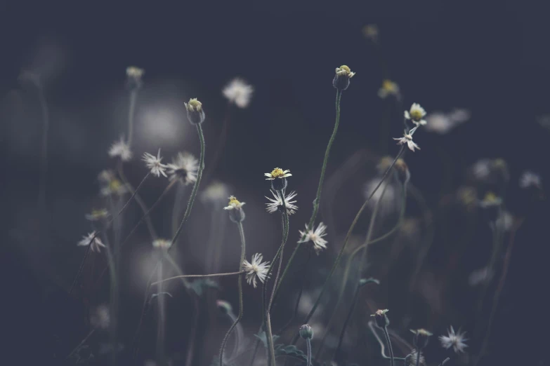 a bunch of white flowers sitting on top of a lush green field, inspired by Elsa Bleda, unsplash, minimalism, some fireflies, on a gray background, background image, spooky photo