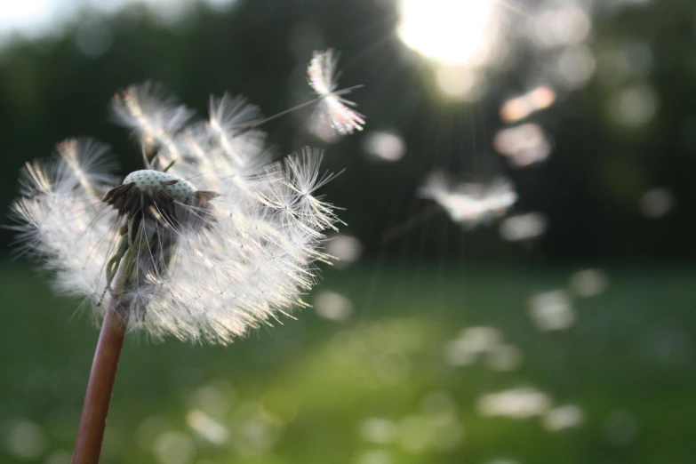 a close up of a dandelion blowing in the wind, pexels contest winner, hurufiyya, ancient fairy dust, sunny afternoon, 15081959 21121991 01012000 4k, instagram post