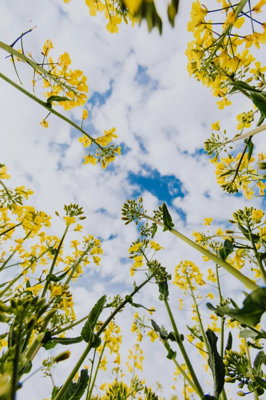 a field of yellow flowers with a blue sky in the background, a picture, by Jessie Algie, unsplash, show from below, farming, overhead canopy, scattered clouds