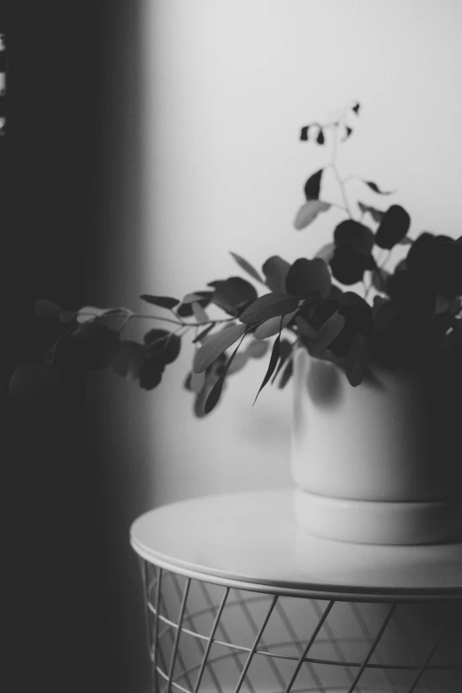 a black and white photo of a potted plant on a table, unsplash, eucalyptus, dark flowers, beautiful soft light, high quality image”