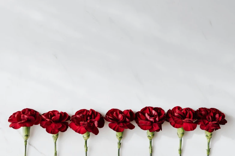 a row of red carnations on a marble surface, trending on pexels, background image, red velvet, carefully crafted, various posed