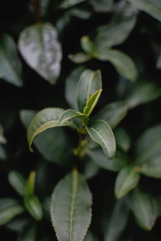 a close up of a plant with green leaves, tea, fujicolor sample, slightly smooth, highly upvoted