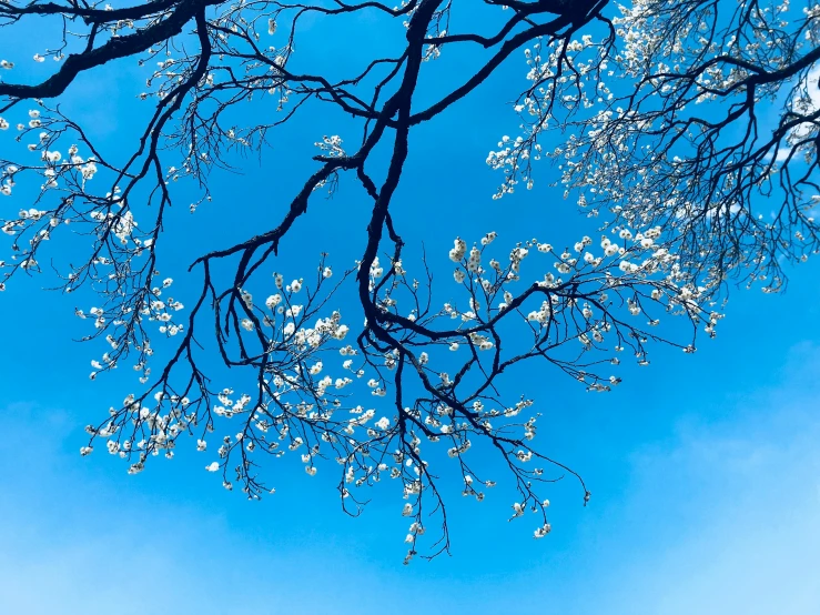 a tree with white flowers against a blue sky, by Carey Morris, unsplash, thin blue arteries, instagram post, canopy, japanese